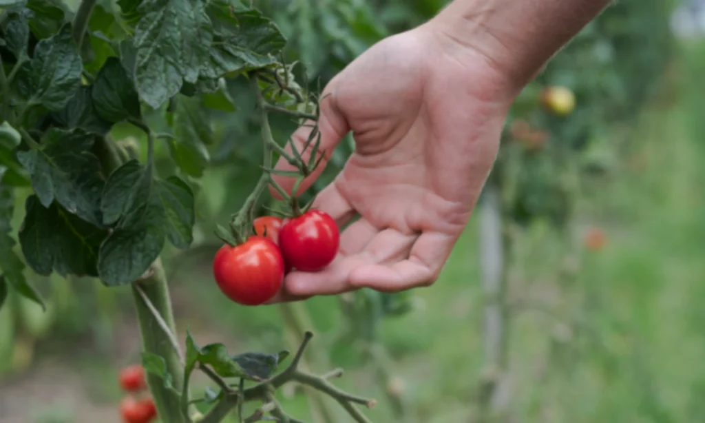 Hand greift nach Tomaten